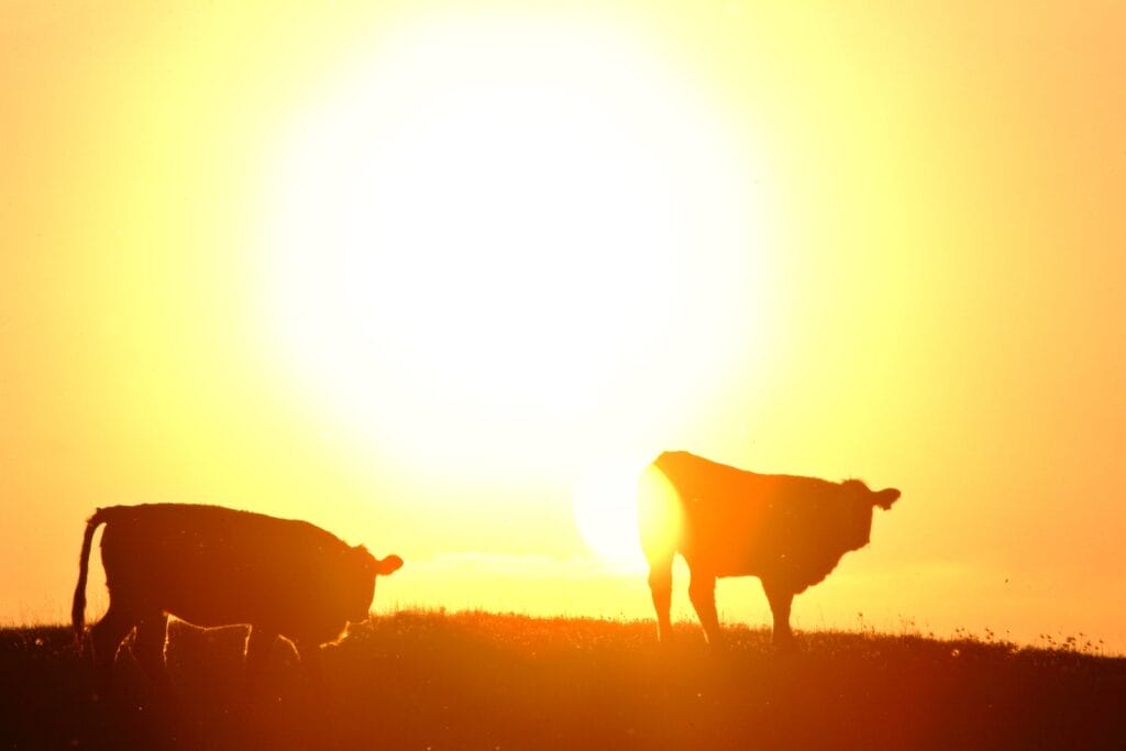 Two cows stand on a grassy hill at sunset, their silhouettes dark against a bright, golden sun filling the sky.